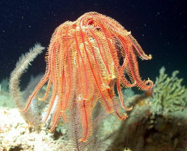 A modern day stalked crinoid in the Gulf of Mexico.  Photo from NOAA library.